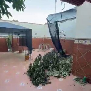WhatsApp Video 2026-07-31 at 13.15.42-3 WhatsApp Video 2026-07-31 at 13.15.42-3